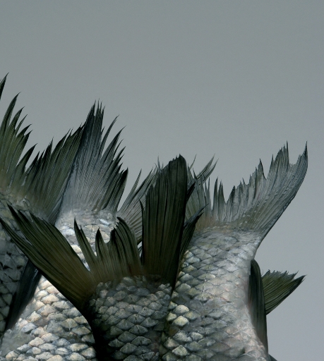 'Escama' means 'fish scales' in Portuguese Fish tails